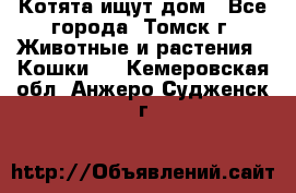 Котята ищут дом - Все города, Томск г. Животные и растения » Кошки   . Кемеровская обл.,Анжеро-Судженск г.